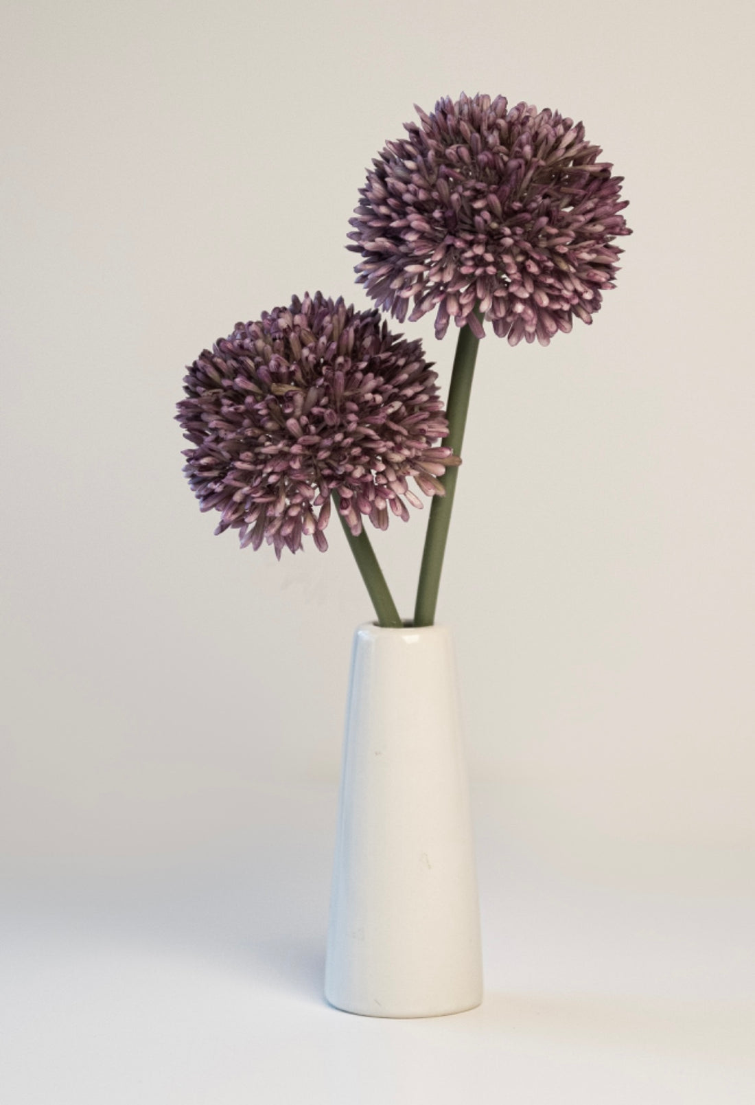 Allium